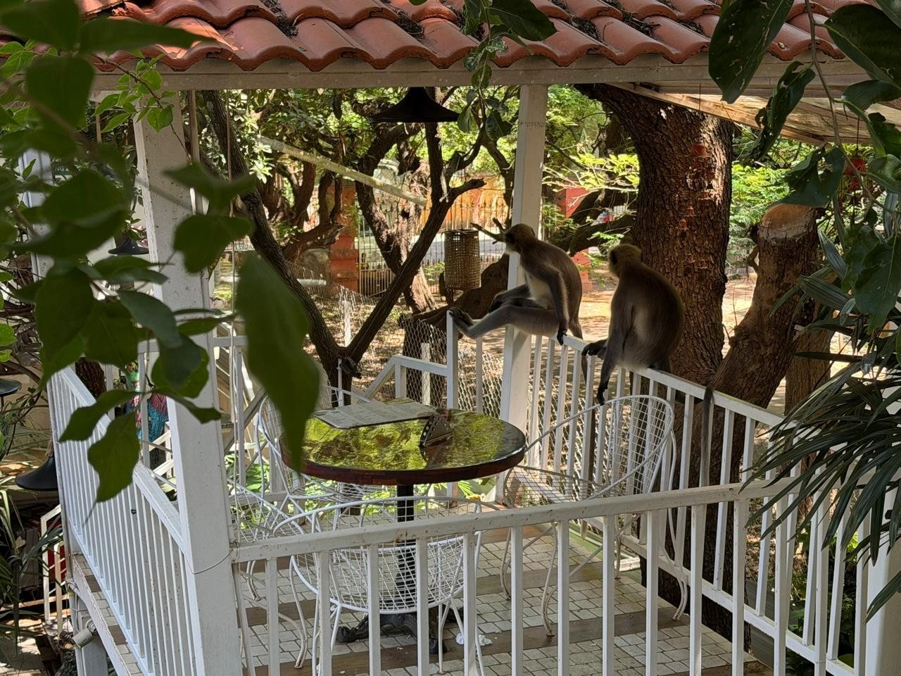 Occasional visitors on the treehouse
