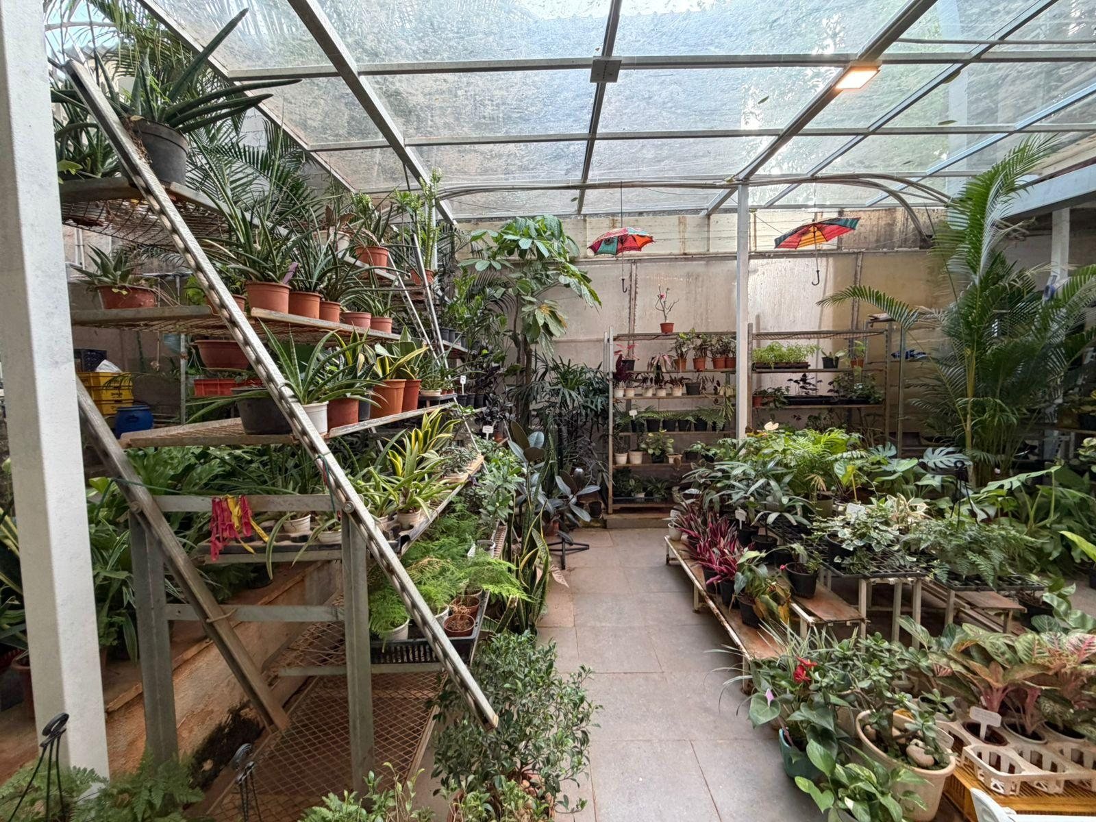 Inside the Roots and Shoots greenhouse